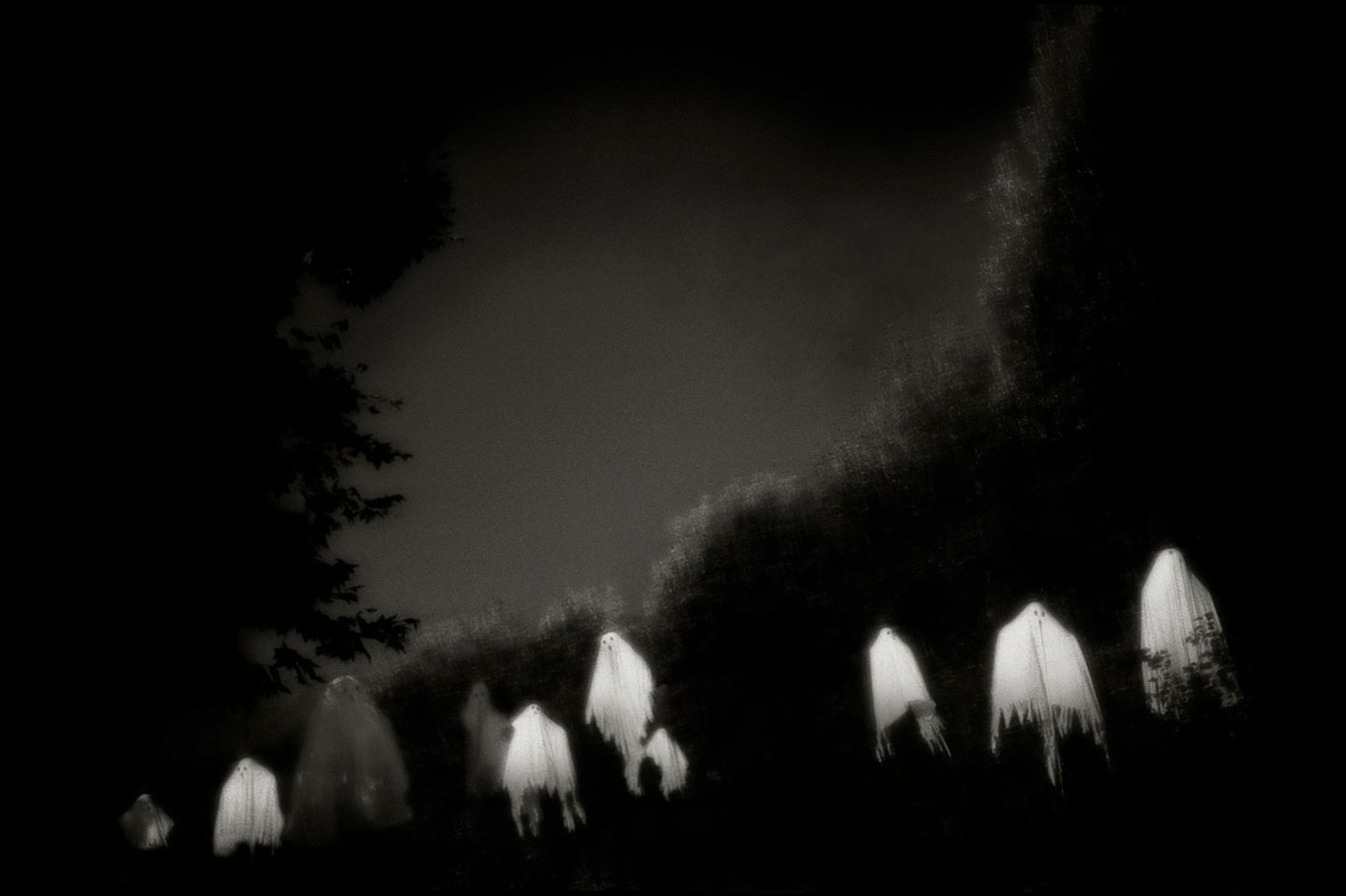 A black and white photo of trees in the dark.