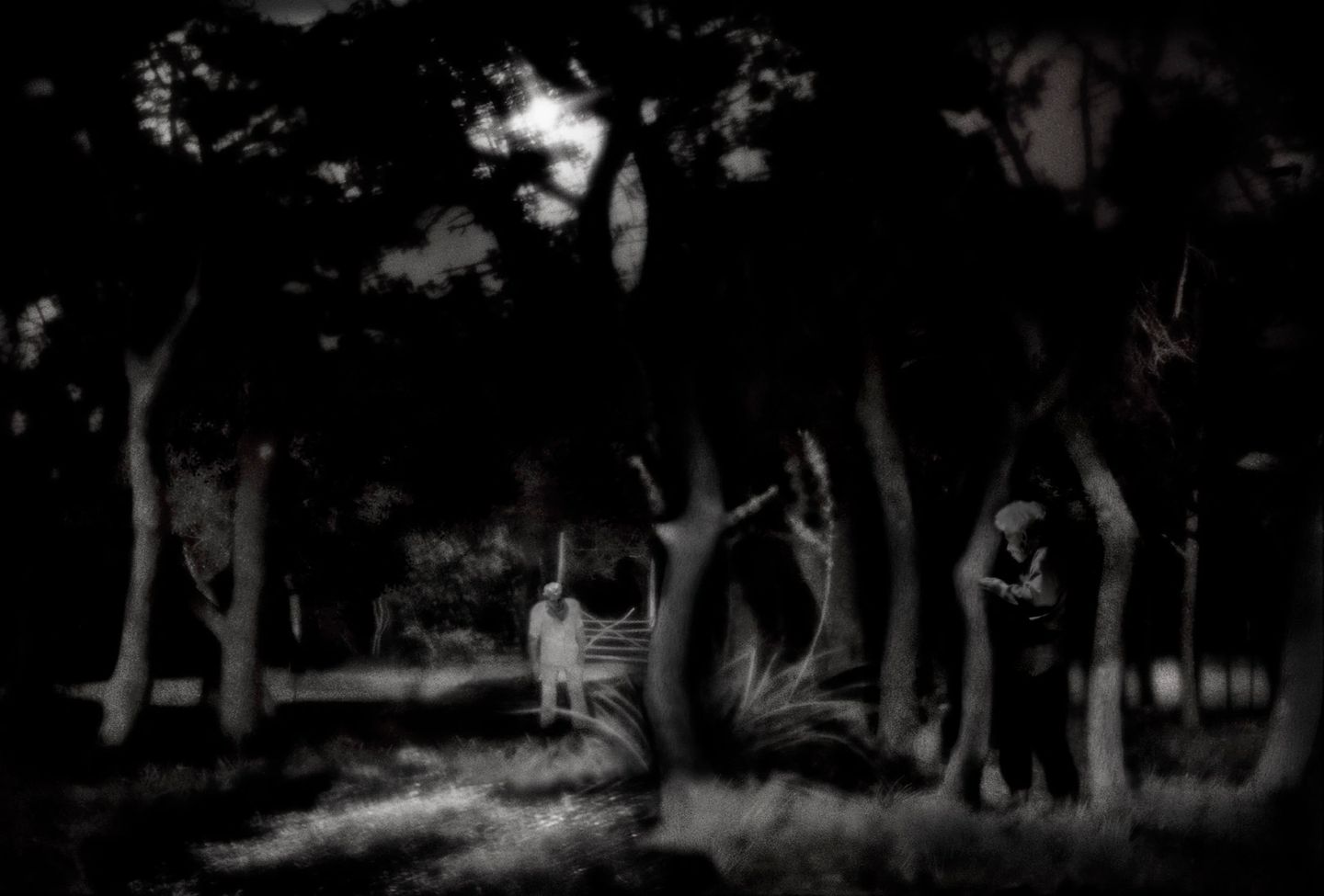 A black and white photo of trees with people in the background.