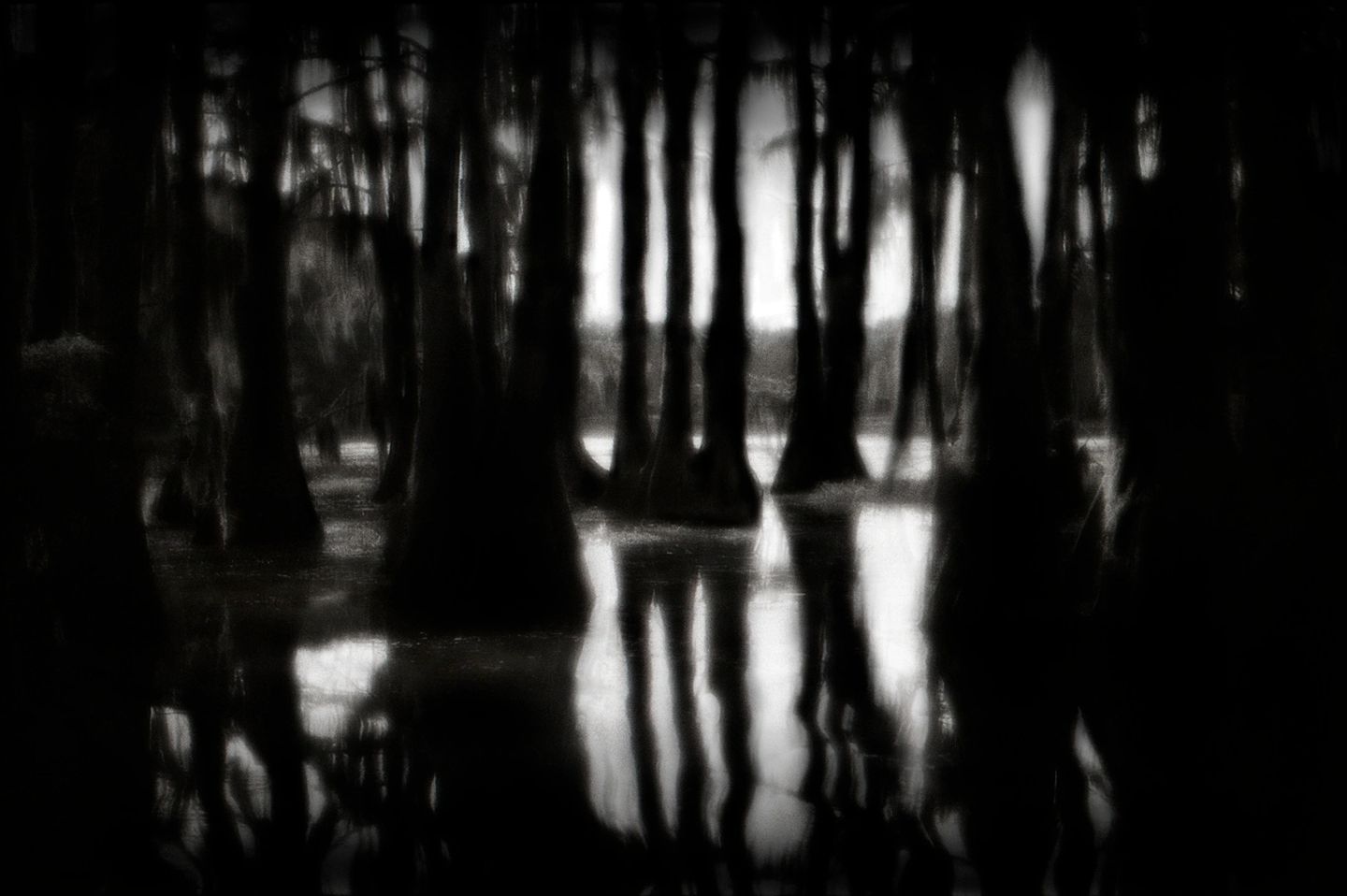 A black and white photo of trees in the water.