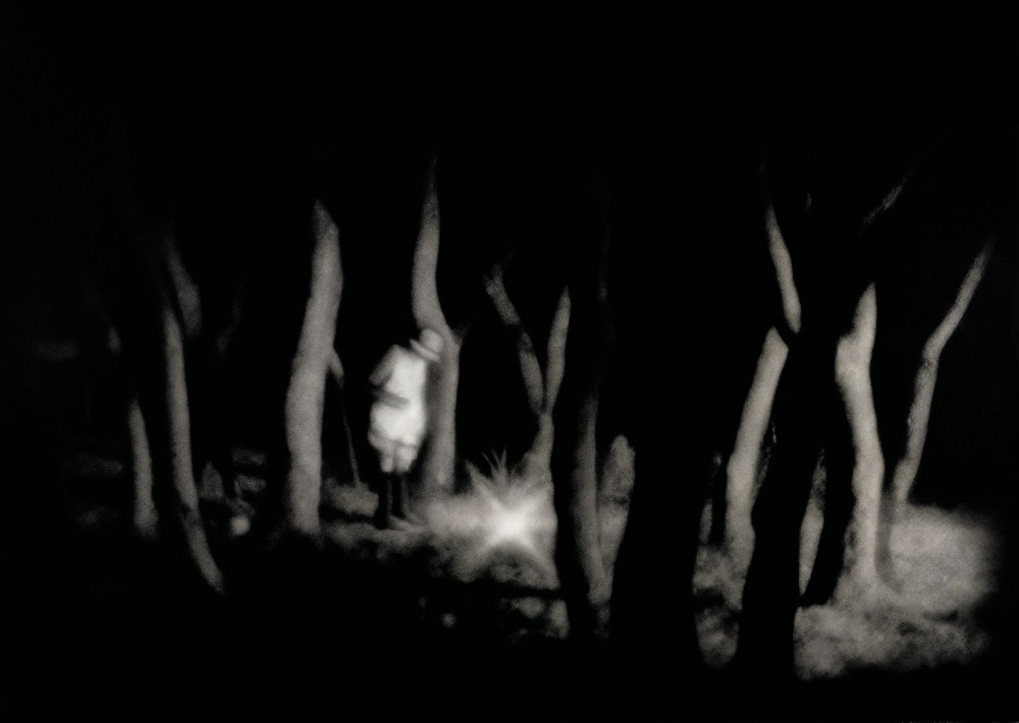 A blurry image of a white wolf in the woods.