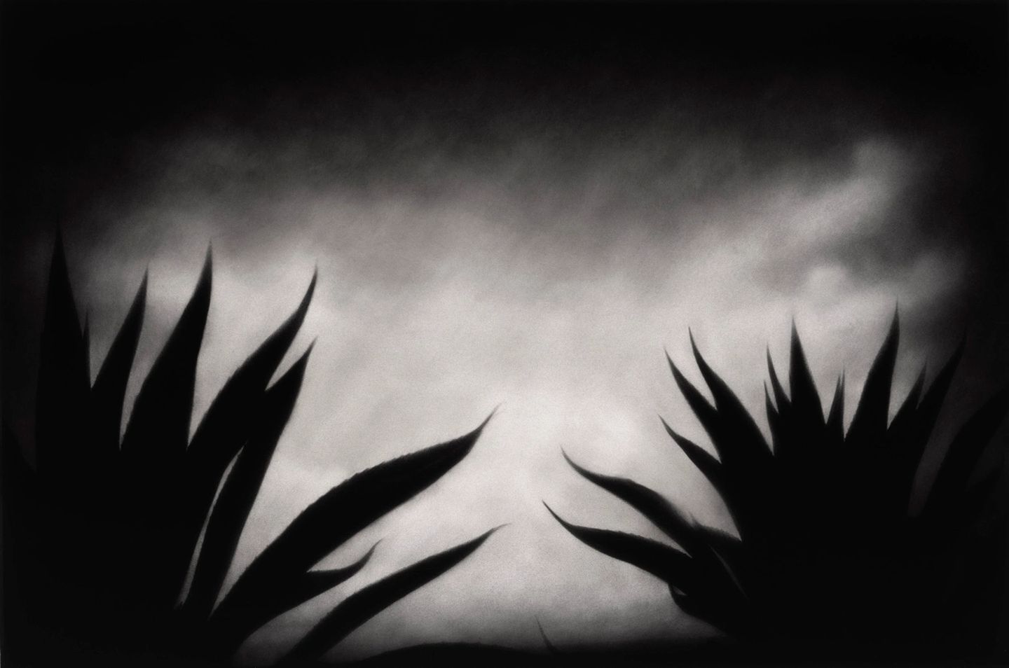 A black and white photo of two plants in the foreground.