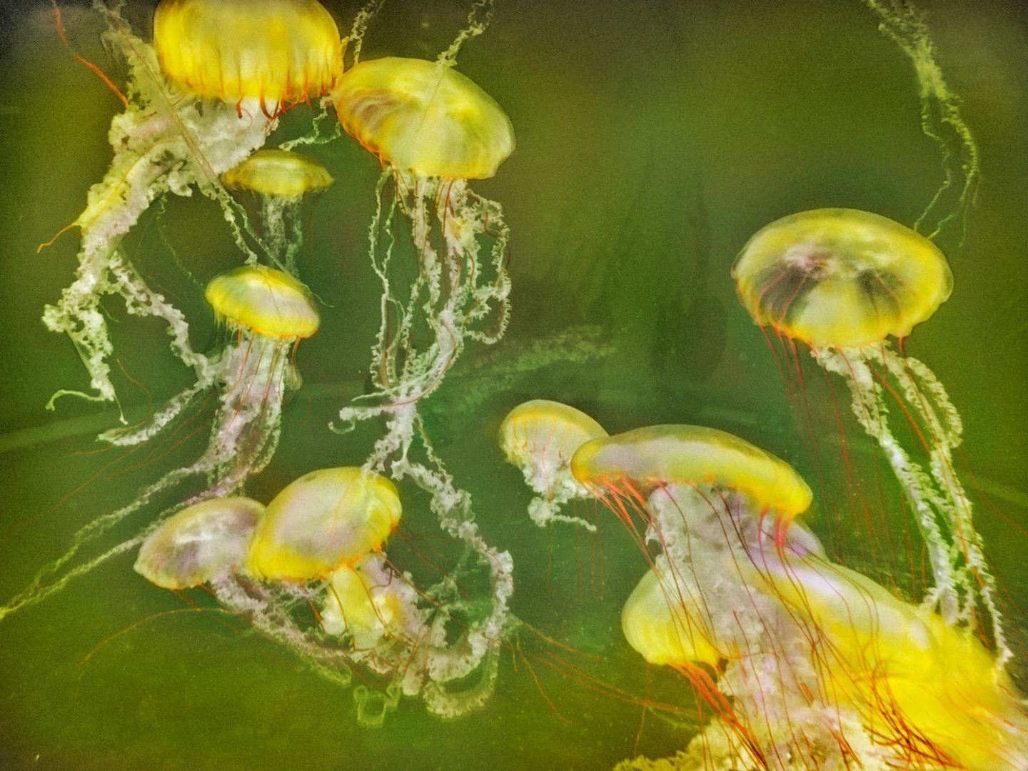 A group of yellow jellyfish floating in the water.