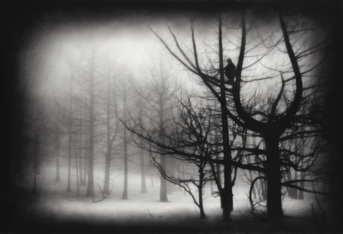 A black and white photo of trees in the fog.