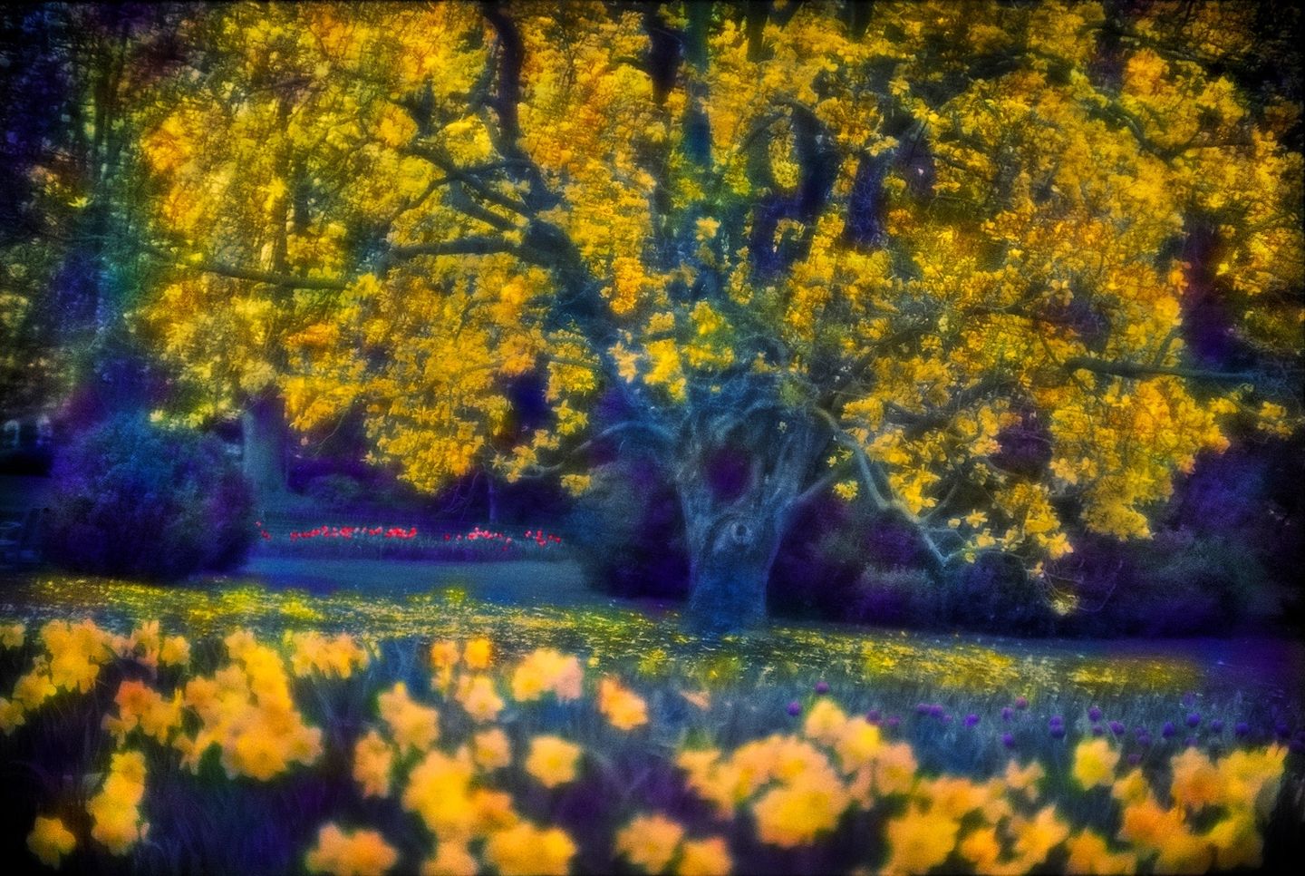 A blurry photo of trees and flowers in the background.