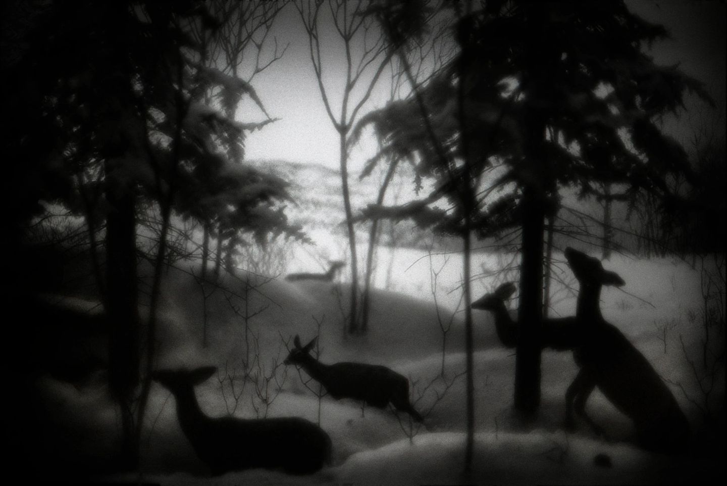 A group of deer running through the woods.