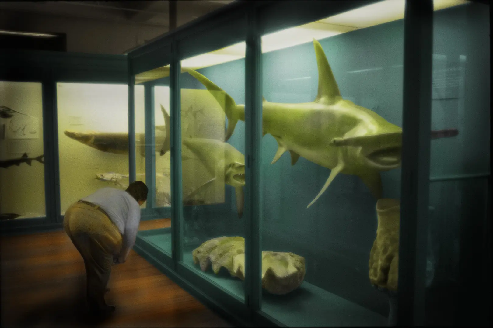 A man looking at two sharks in an aquarium.