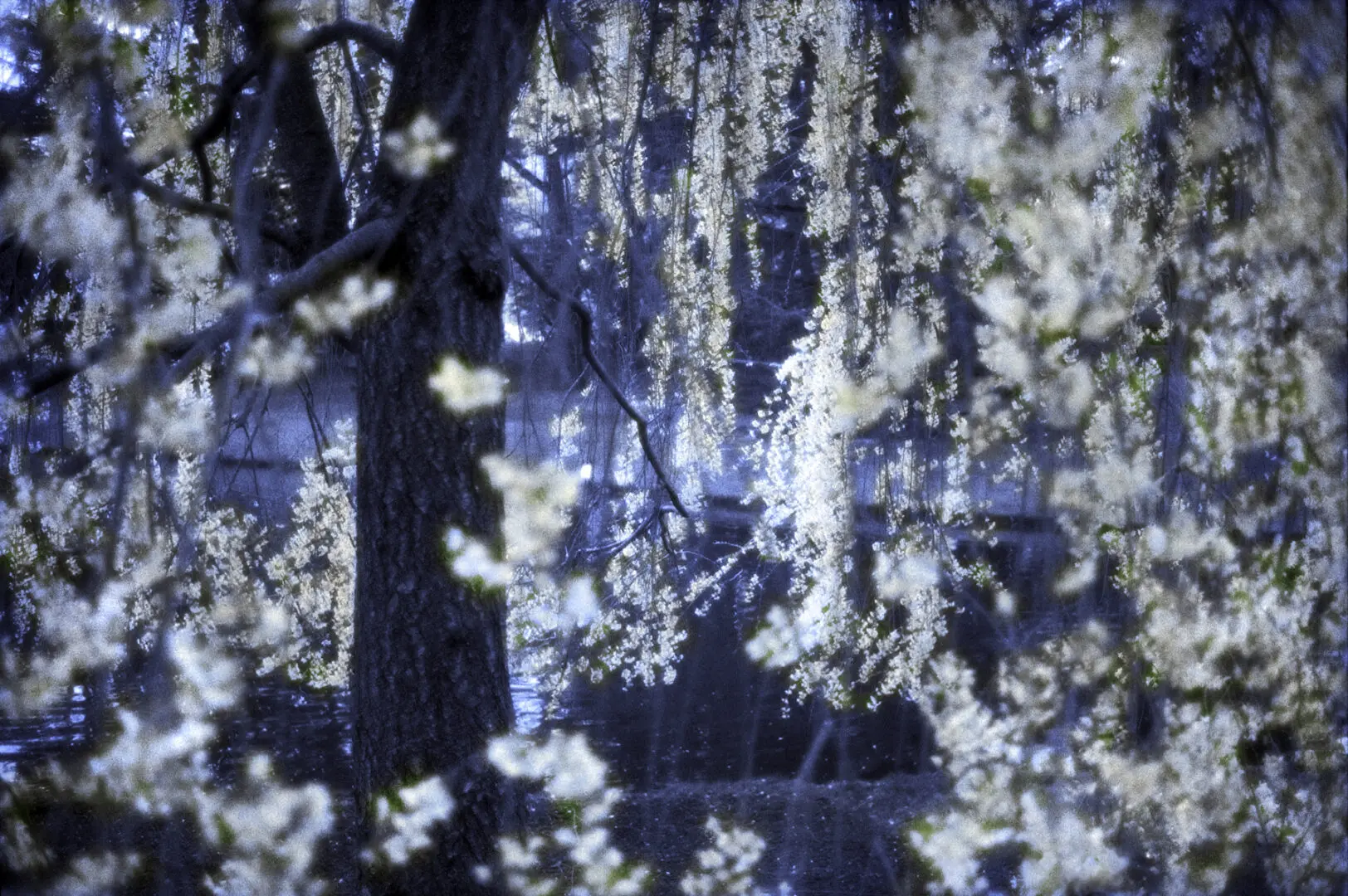 Blue Spring By Rocky Schenck