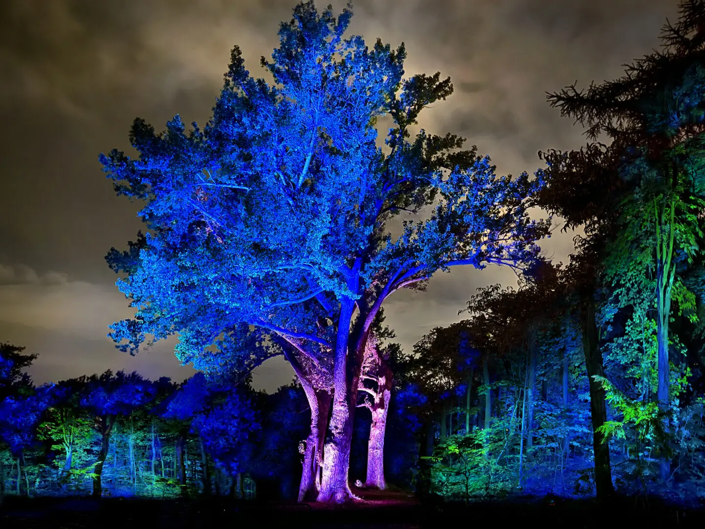 Botanical By Rocky Schenck