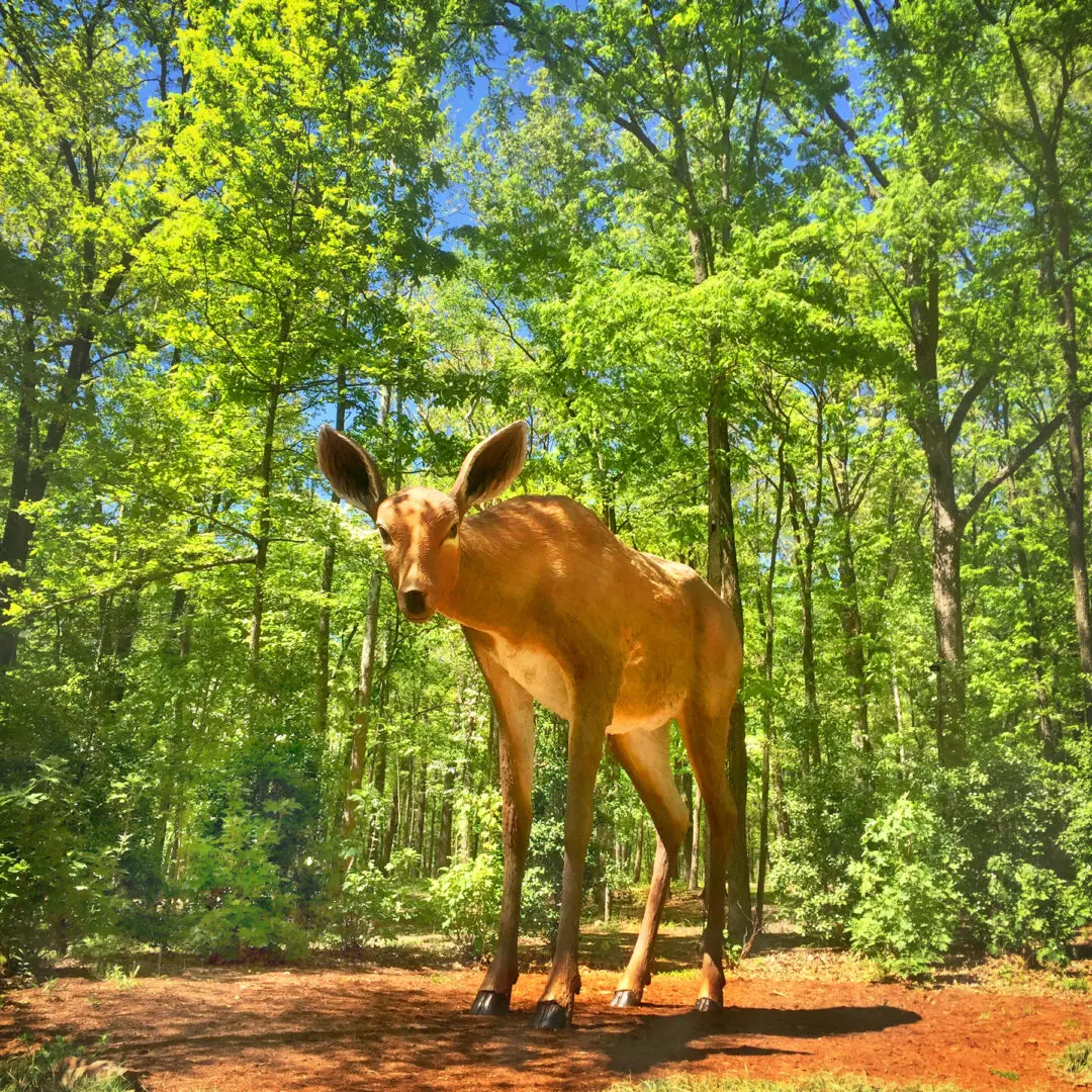 Deer By Rocky Schenck