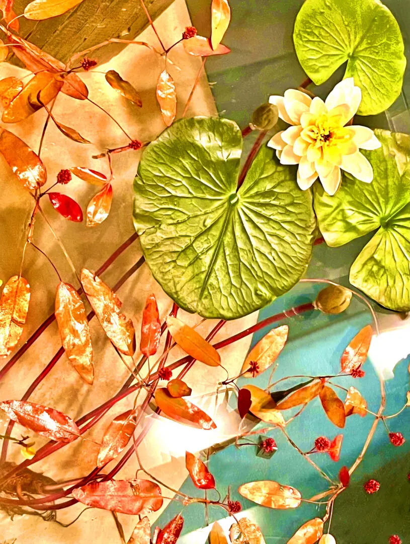 Lilly Pads By Rocky Schenck