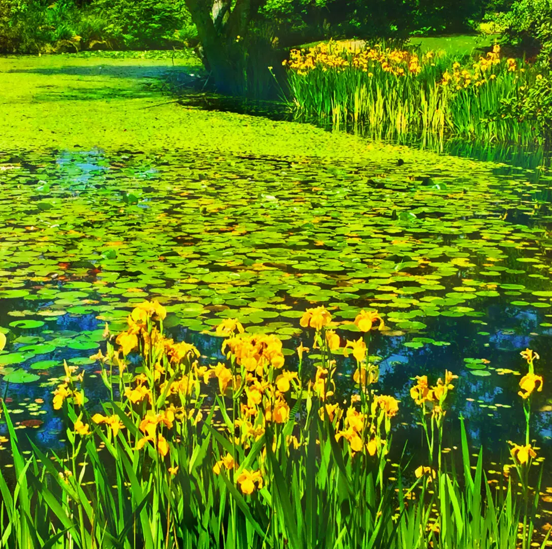 Irises by Rocky Schenck