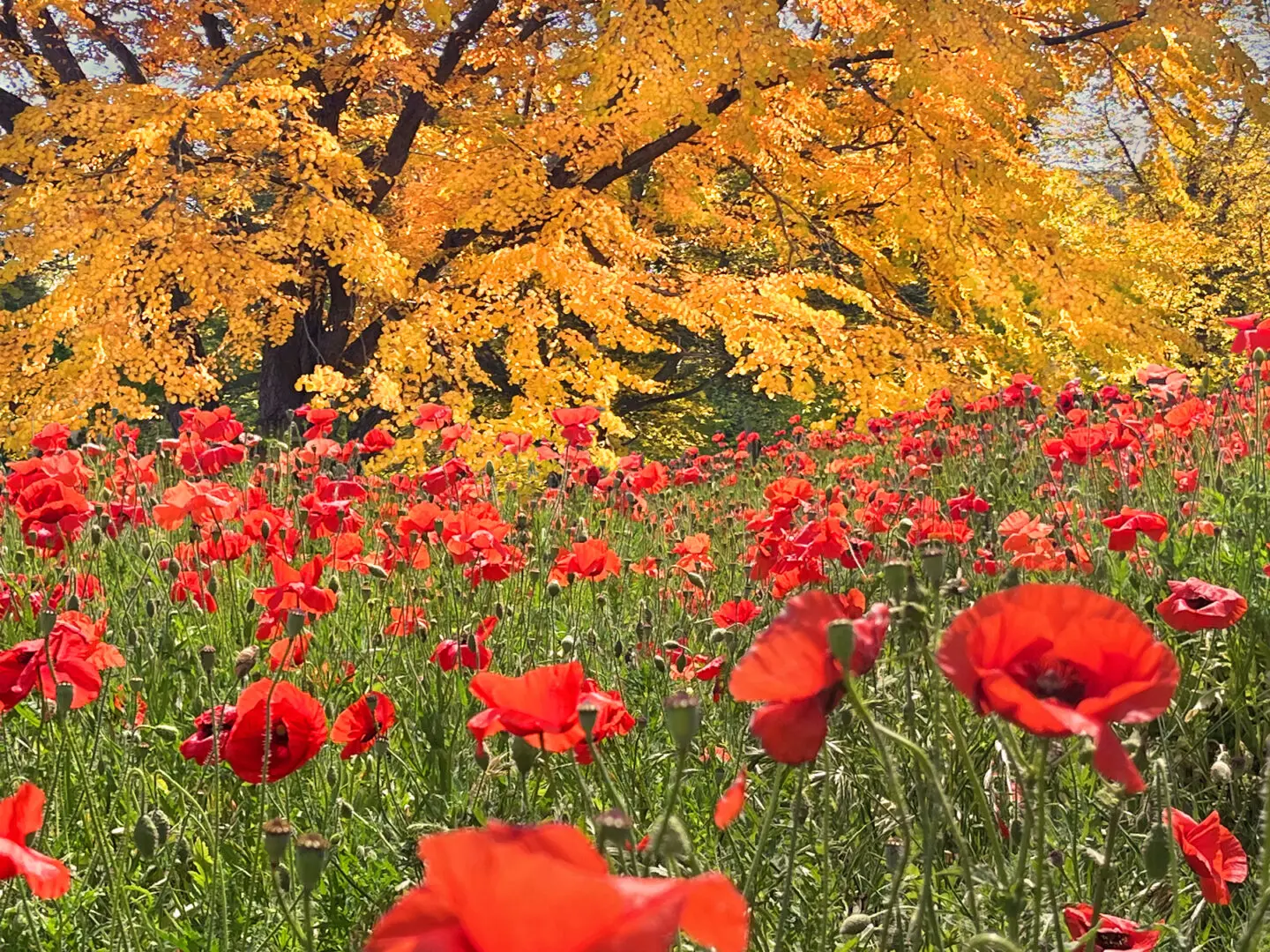 Poppies By Rocky Schenck