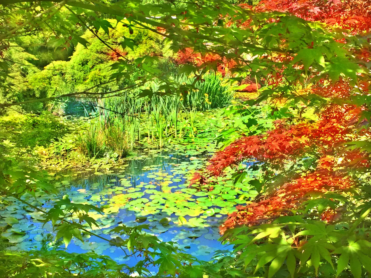 Technicolor By Rocky Schenck