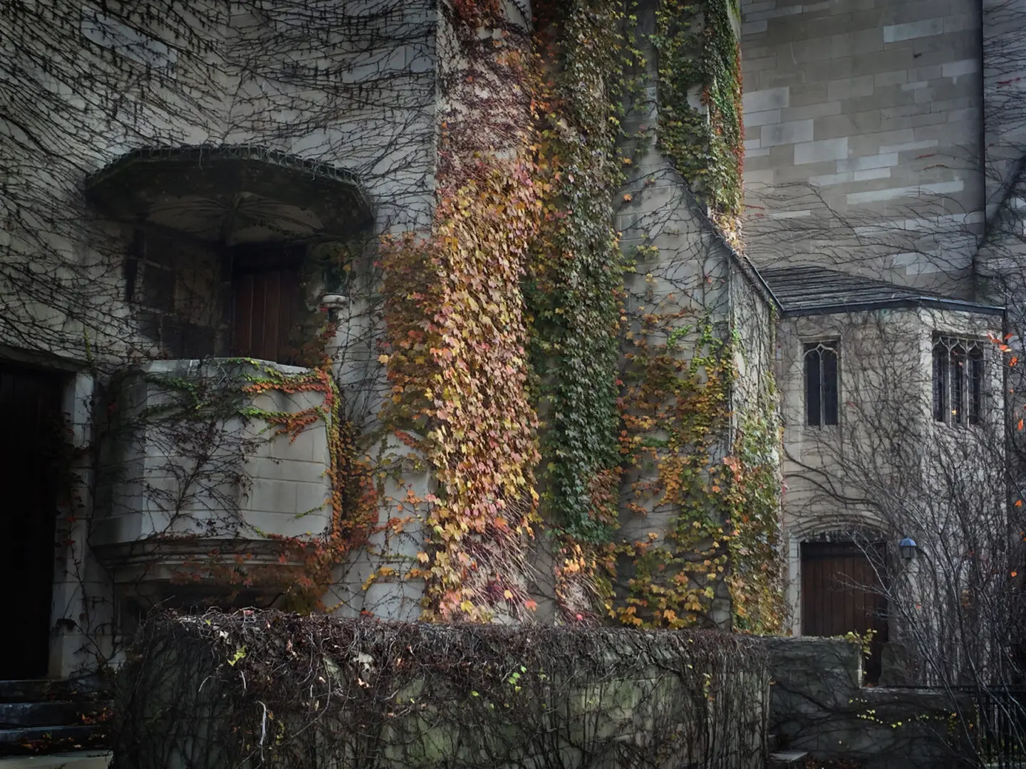Vines By Rocky Schenck