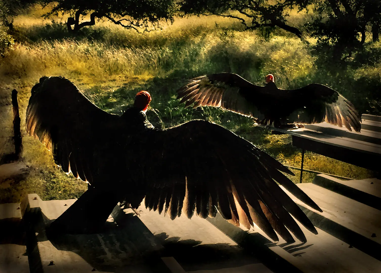 Vultures By Rocky Schenck
